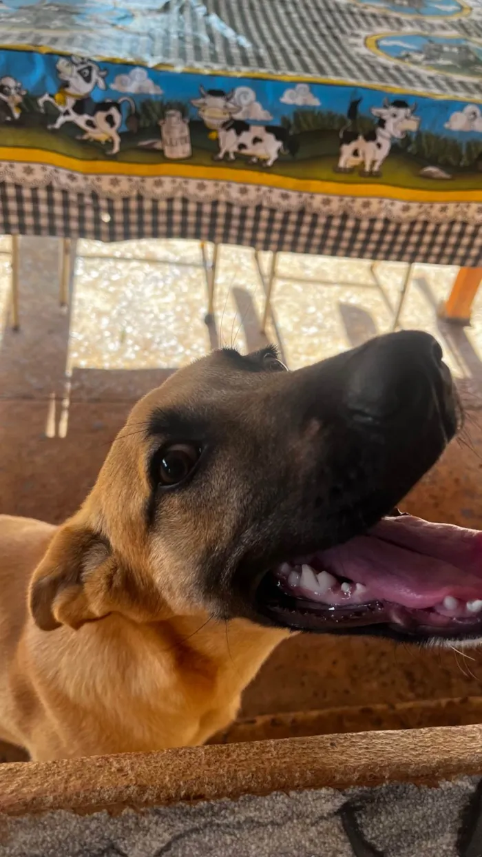 Cachorro ra a Pastor Alemão idade 2 a 6 meses nome Apólo 