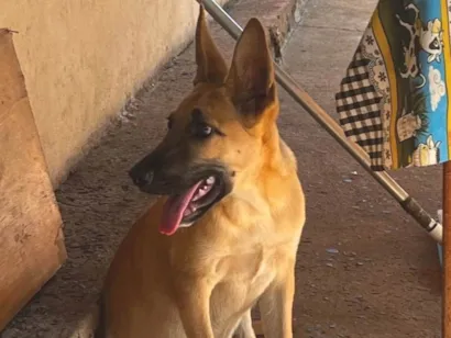 Cachorro raça Pastor Alemão idade 2 a 6 meses nome Apólo 