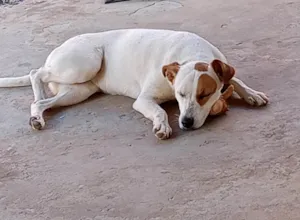 Cachorro raça SRD-ViraLata idade 1 ano nome Yoko