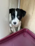 Luma