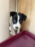 Luma