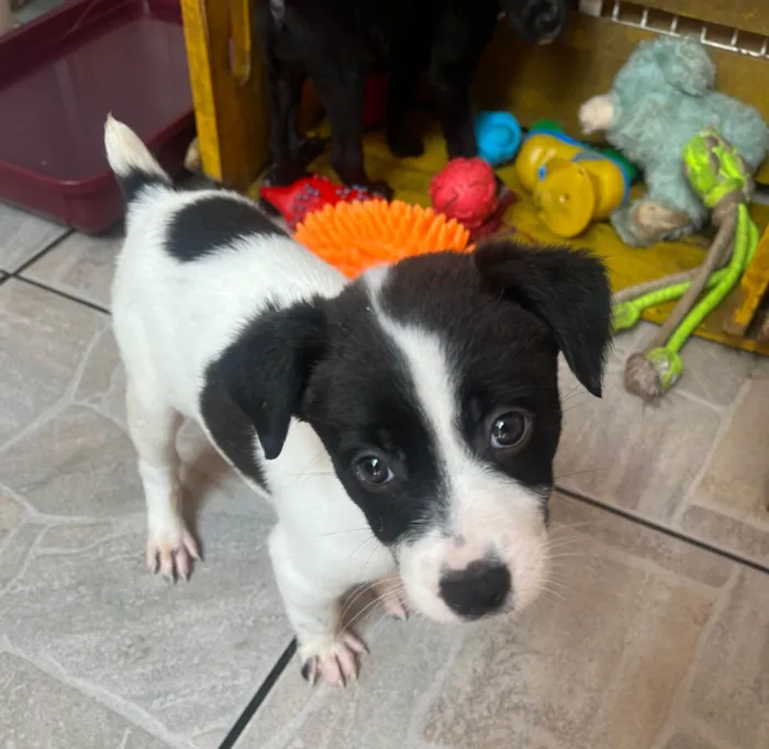 Cachorro ra a SRD-ViraLata idade Abaixo de 2 meses nome Luma