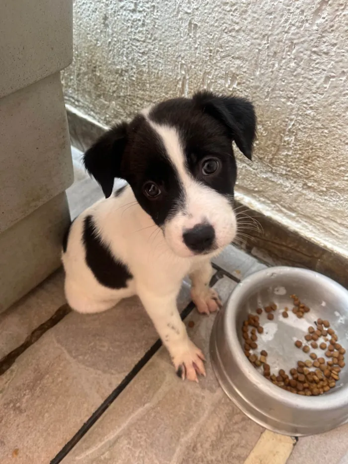Cachorro ra a SRD-ViraLata idade Abaixo de 2 meses nome Luma