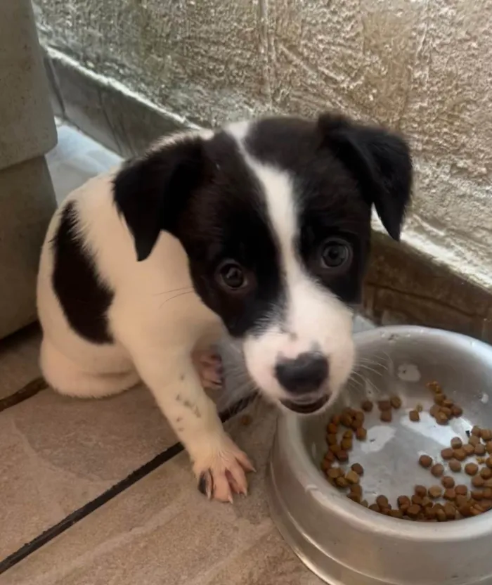 Cachorro ra a SRD-ViraLata idade Abaixo de 2 meses nome Luma