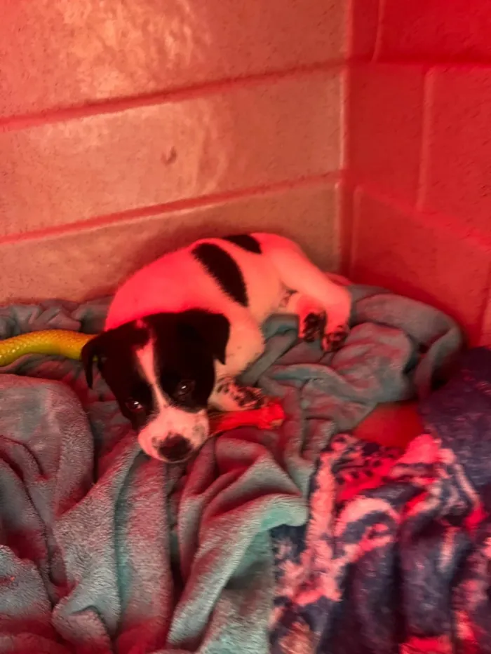 Cachorro ra a SRD-ViraLata idade Abaixo de 2 meses nome Luma