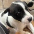 Luma