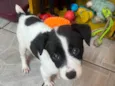 Luma