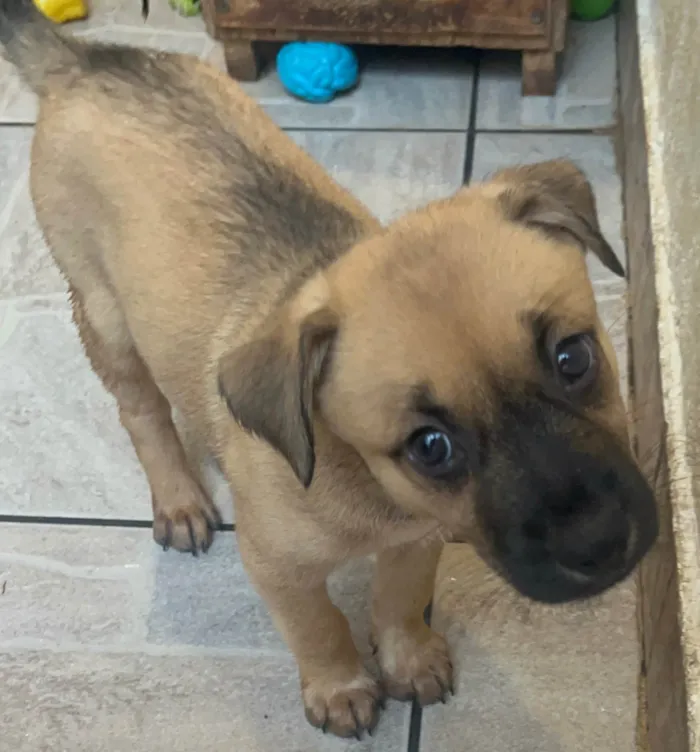 Cachorro ra a SRD-ViraLata idade Abaixo de 2 meses nome Lolla