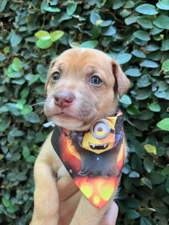 Cachorro ra a SRD-ViraLata idade Abaixo de 2 meses nome Leonardo 