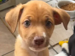 Cachorro raça SRD-ViraLata idade Abaixo de 2 meses nome Leonardo 