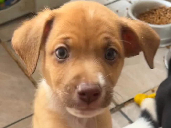 Cachorro ra a SRD-ViraLata idade Abaixo de 2 meses nome Leonardo 