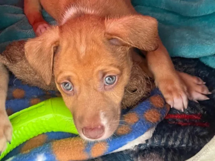 Cachorro ra a SRD-ViraLata idade Abaixo de 2 meses nome Leonardo 