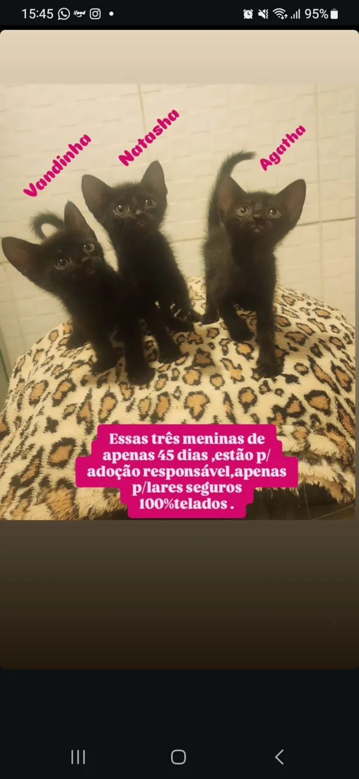 Gato ra a SRD-ViraLata idade Abaixo de 2 meses nome Agatha, Natasha e Vandinha