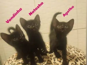 Gato raça SRD-ViraLata idade Abaixo de 2 meses nome Agatha, Natasha e Vandinha