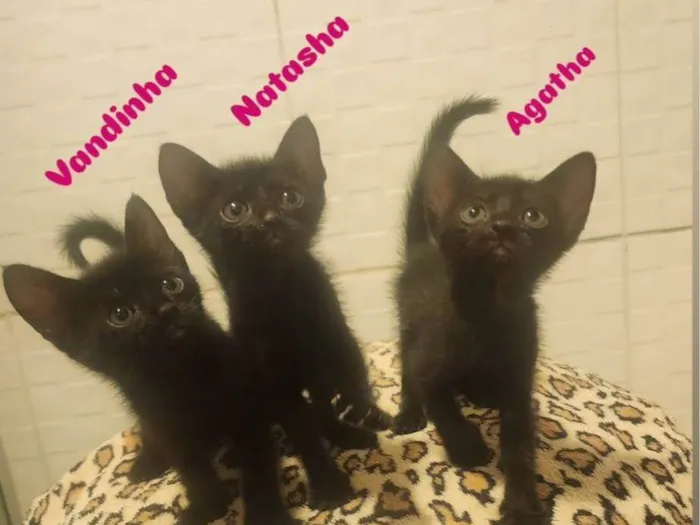 Gato ra a SRD-ViraLata idade Abaixo de 2 meses nome Agatha, Natasha e Vandinha