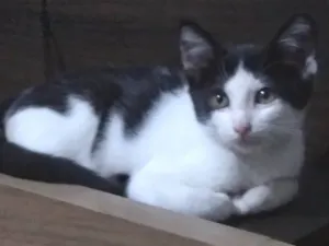 Gato raça SRD-ViraLata idade 2 a 6 meses nome Neném 