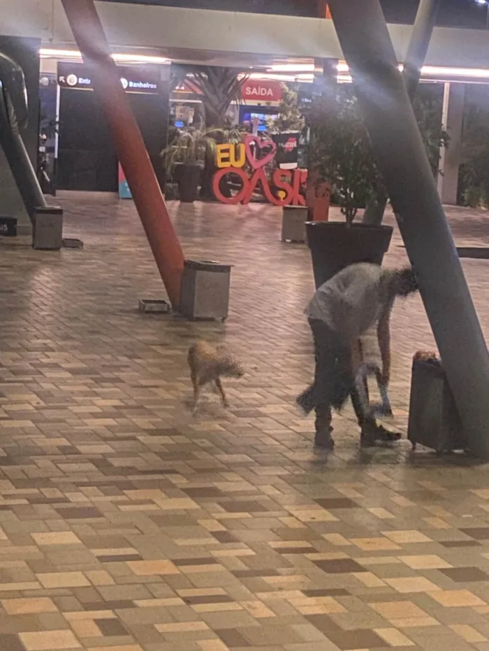 Cachorro ra a SRD-ViraLata idade 6 ou mais anos nome Não tem 