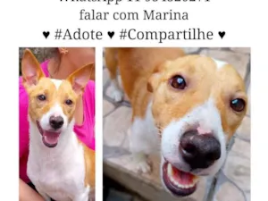 Cachorro raça SRD-ViraLata idade 1 ano nome Menina