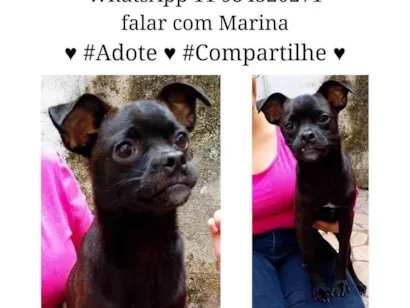 Cachorro raça SRD-ViraLata idade 7 a 11 meses nome Menino 