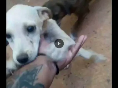 Cachorro raça SRD-ViraLata idade 2 a 6 meses nome Pandora 