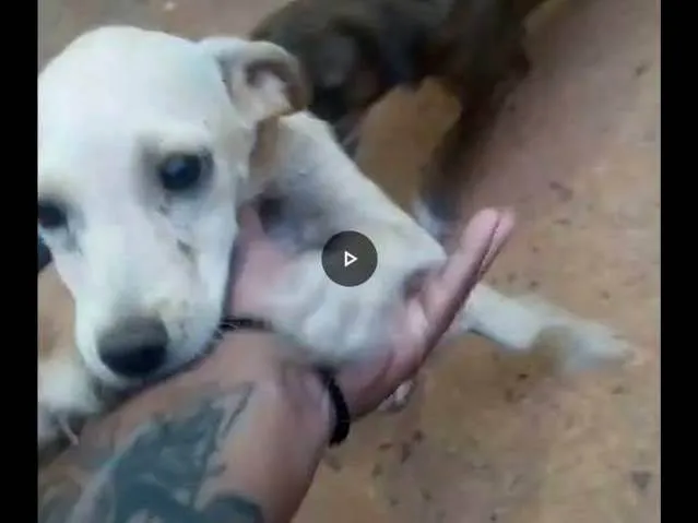 Cachorro ra a SRD-ViraLata idade 2 a 6 meses nome Pandora 