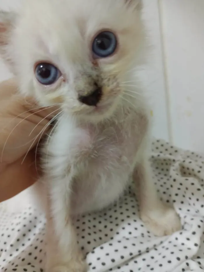 Gato ra a SRD-ViraLata idade Abaixo de 2 meses nome Snow