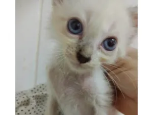 Gato raça SRD-ViraLata idade Abaixo de 2 meses nome Snow