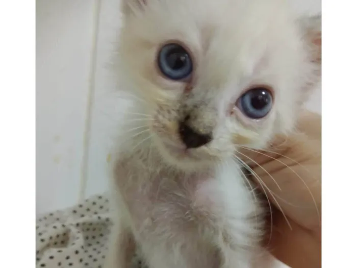 Gato ra a SRD-ViraLata idade Abaixo de 2 meses nome Snow