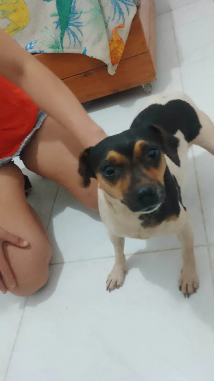 Cachorro ra a Fox Terrier idade 2 anos nome duquesa