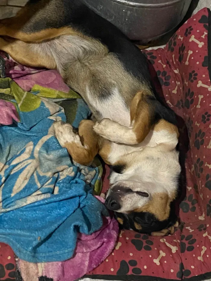 Cachorro ra a SRD-ViraLata idade 1 ano nome Maya