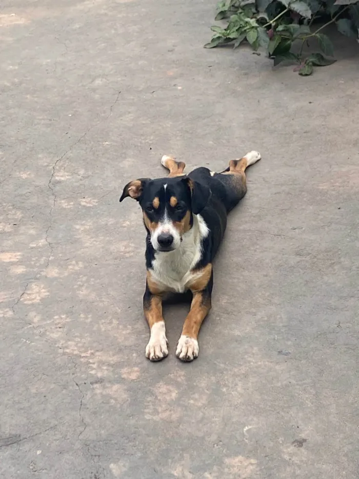 Cachorro ra a SRD-ViraLata idade 1 ano nome Maya