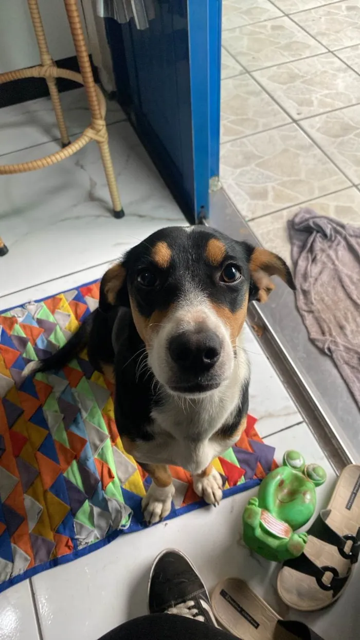 Cachorro ra a SRD-ViraLata idade 1 ano nome Maya