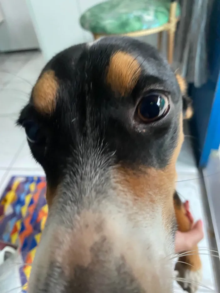 Cachorro ra a SRD-ViraLata idade 1 ano nome Maya