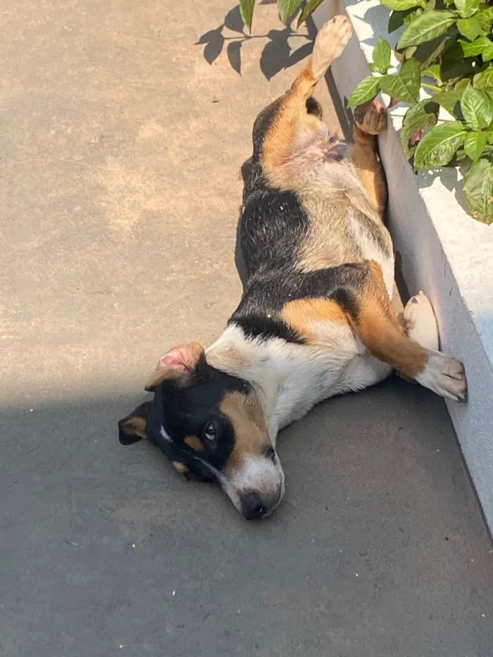 Cachorro ra a SRD-ViraLata idade 1 ano nome Maya