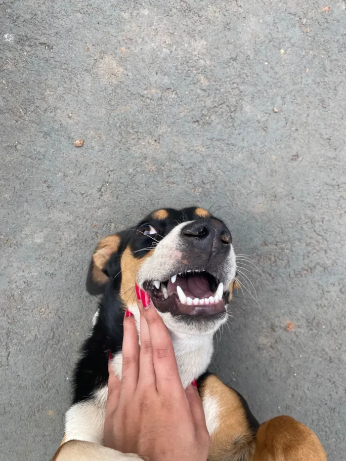 Cachorro ra a SRD-ViraLata idade 1 ano nome Maya