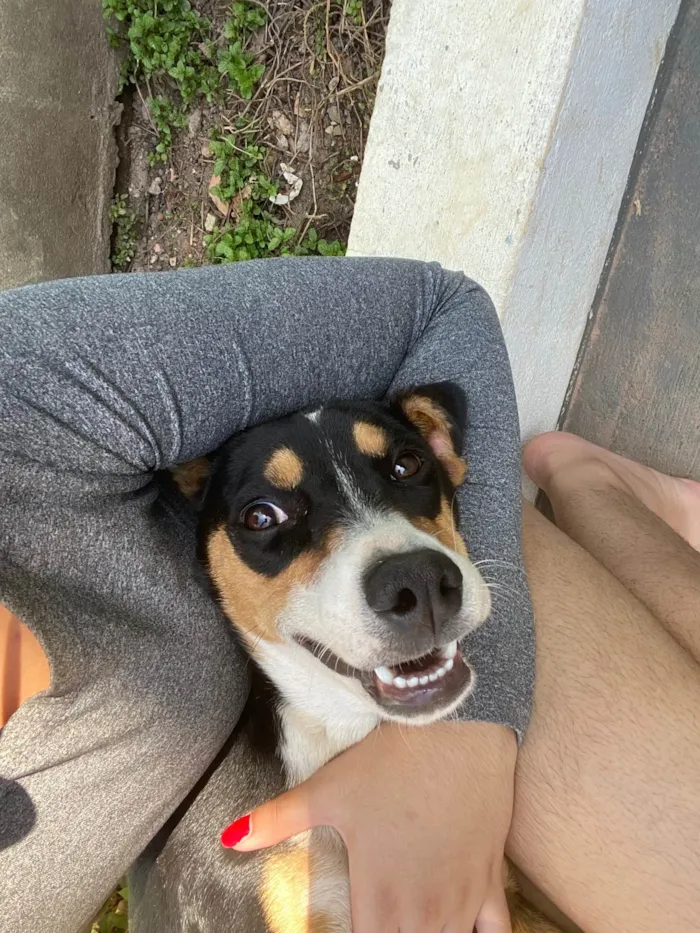 Cachorro ra a SRD-ViraLata idade 1 ano nome Maya