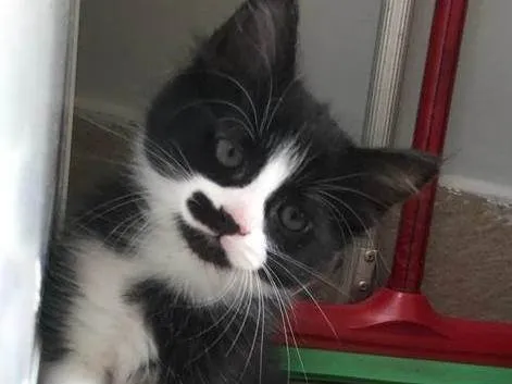 Gato ra a SRD-ViraLata idade Abaixo de 2 meses nome Mini princesa Frajola