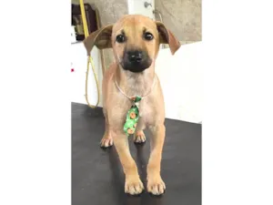 Cachorro raça SRD-ViraLata idade 2 a 6 meses nome Ainda não tem nome.