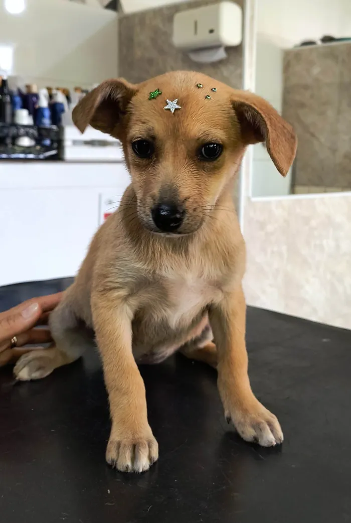 Cachorro ra a SRD-ViraLata idade 2 a 6 meses nome Estrelinha 