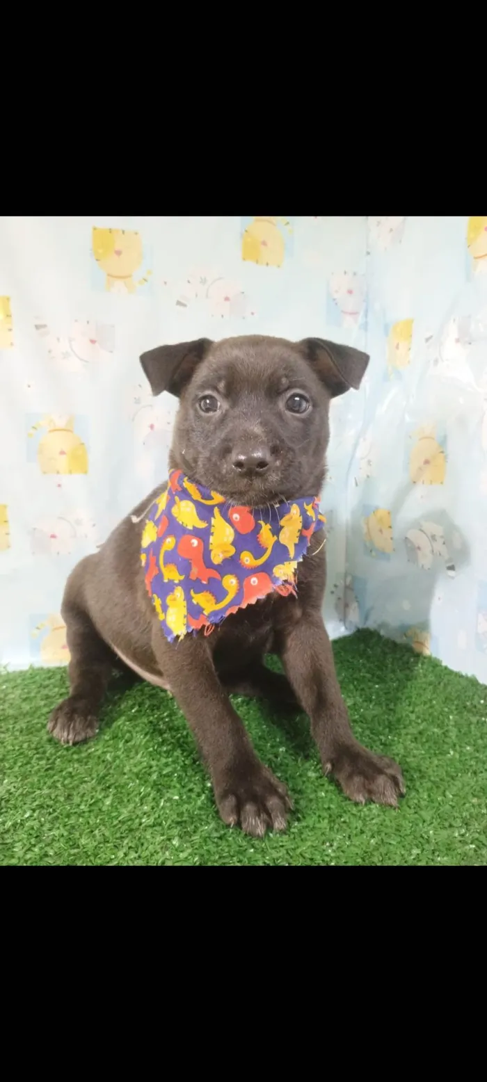 Cachorro ra a SRD-ViraLata idade Abaixo de 2 meses nome Thor