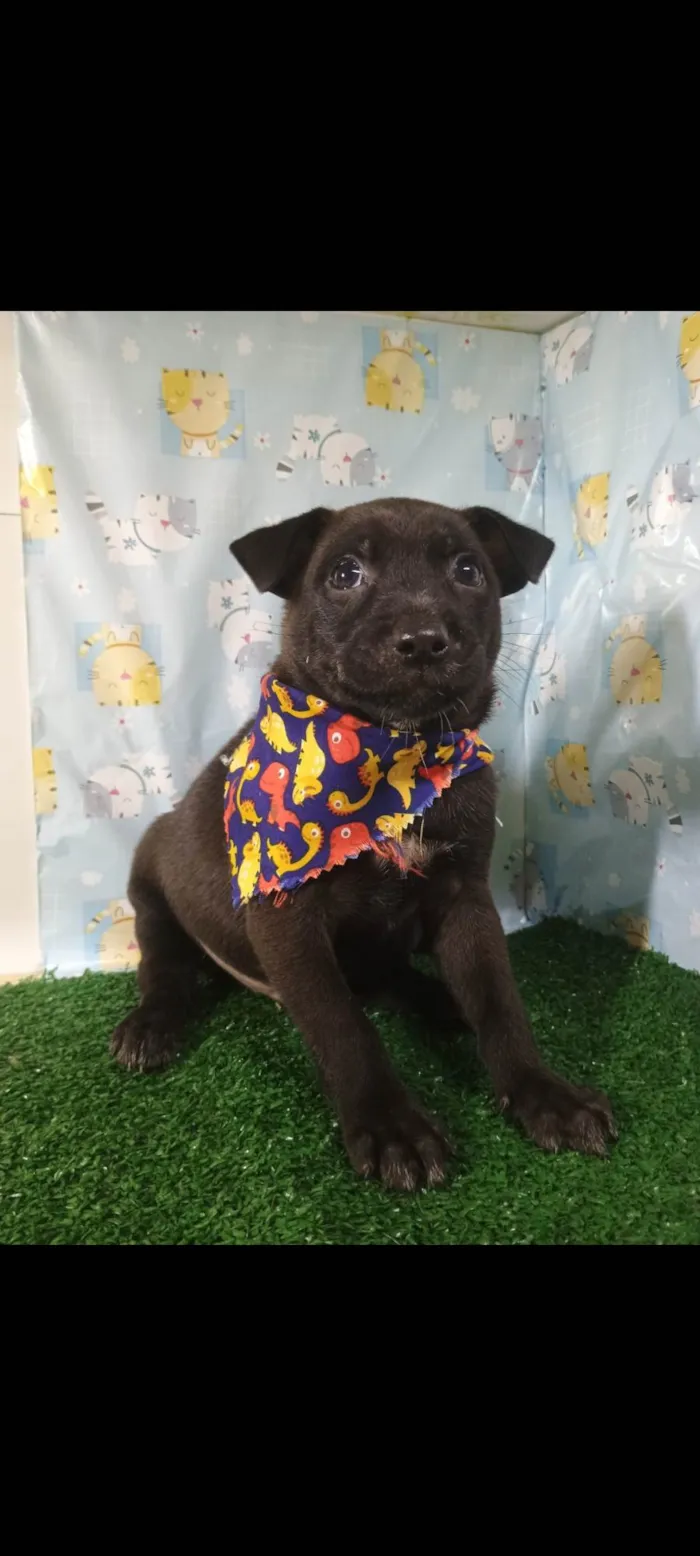 Cachorro ra a SRD-ViraLata idade Abaixo de 2 meses nome Thor