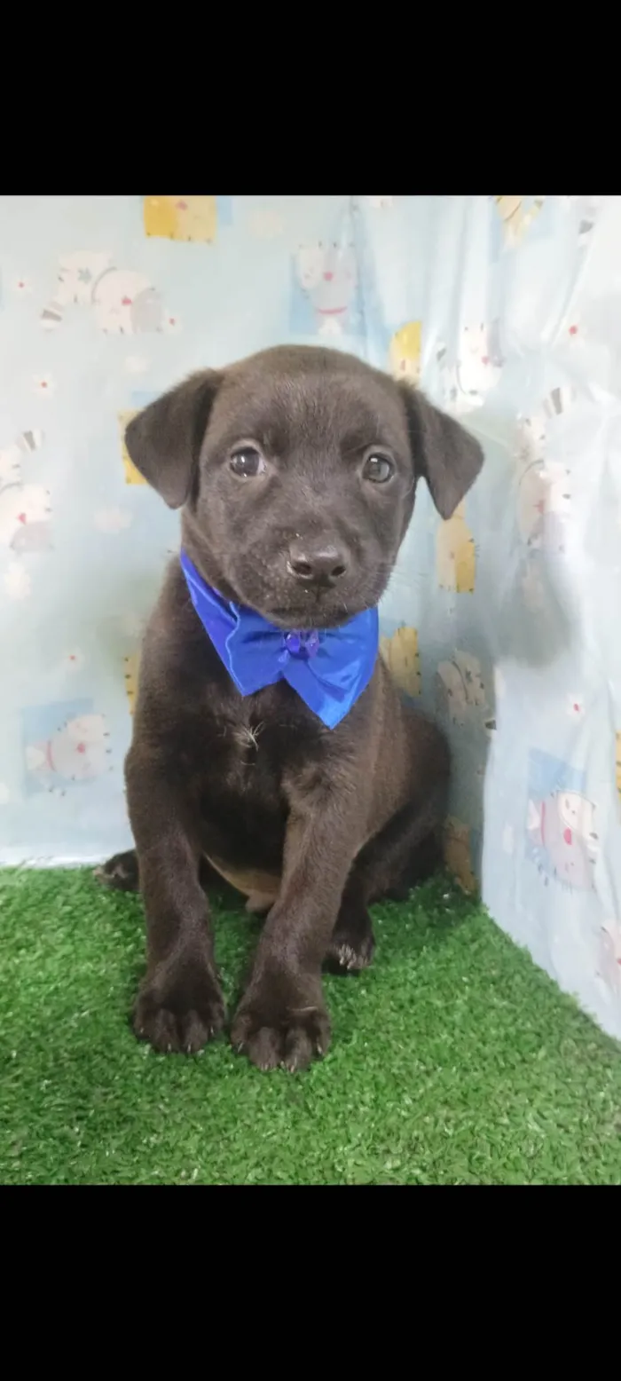 Cachorro ra a SRD-ViraLata idade Abaixo de 2 meses nome Zeus