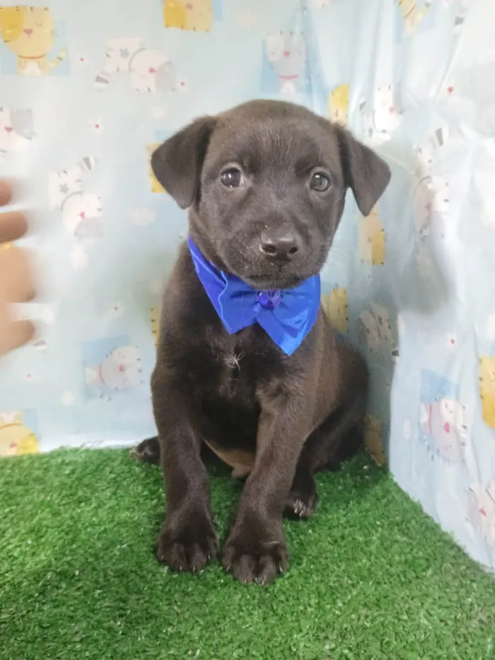 Cachorro ra a SRD-ViraLata idade Abaixo de 2 meses nome Zeus