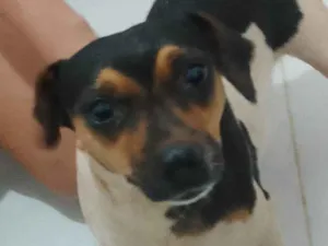 Cachorro raça Fox Terrier idade 2 anos nome duquesa