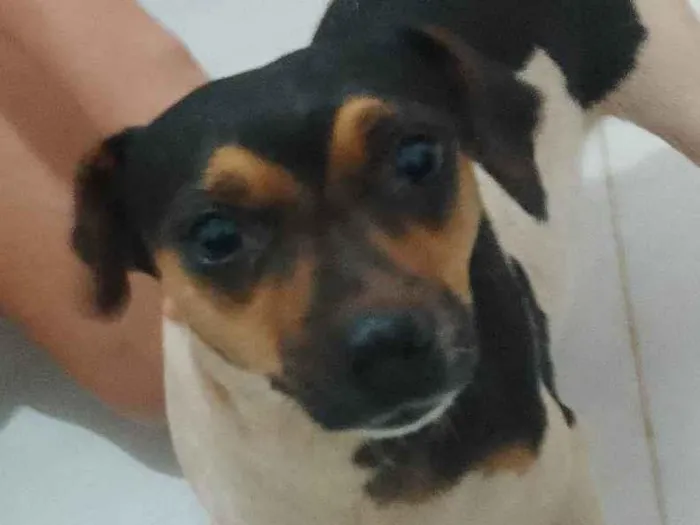 Cachorro ra a Fox Terrier idade 2 anos nome duquesa