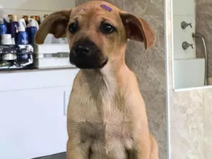 Cachorro raça SRD-ViraLata idade 2 a 6 meses nome Canelinha