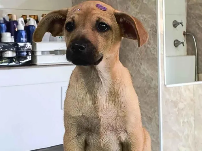 Cachorro ra a SRD-ViraLata idade 2 a 6 meses nome Canelinha