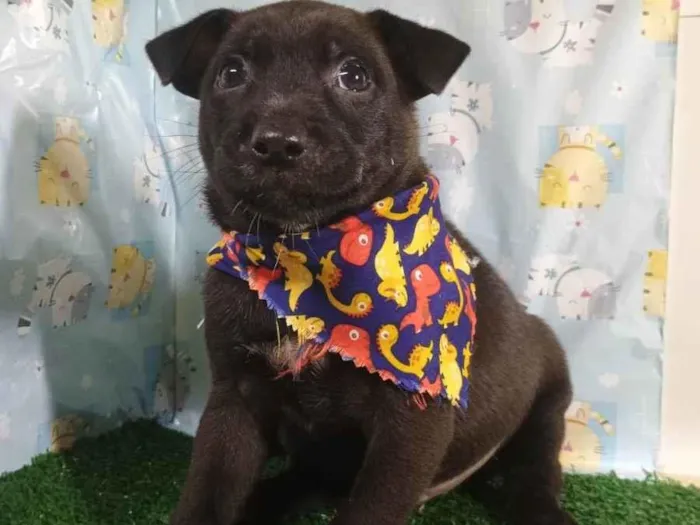 Cachorro ra a SRD-ViraLata idade Abaixo de 2 meses nome Thor