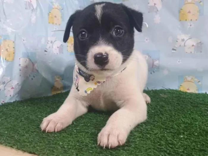 Cachorro ra a SRD-ViraLata idade Abaixo de 2 meses nome Sonic 