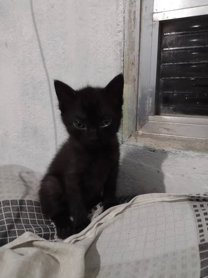 Gato ra a SRD-ViraLata idade Abaixo de 2 meses nome Liza 